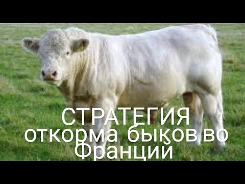 Видео: Откорм быков во Франций комментирует видео подписчик Шахзат.