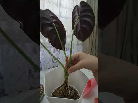 Видео: N⁰-434. АЛАКАЗИЯ ГУЛИГА МЕНЕРАЛ ГРУНТ ТАЙЁРЛАШ ВА ФЕТИЛНЫЙ ТУВАКГА ЭКИШ СИРЛАРИ