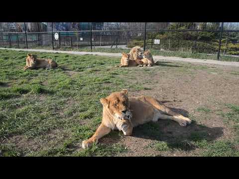 Видео: Лев Гек согласился на фото-сессию ? А львицы Стерва , Азиза и Степашка создали коалицию !!!
