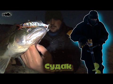 Видео: Судака на вибы