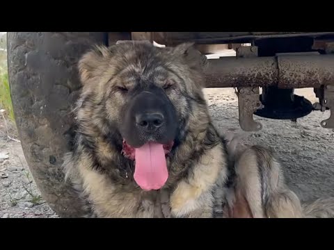 Видео: Нежеланная и страдающая — пока мы не пришли и не изменили ее жизнь навсегда