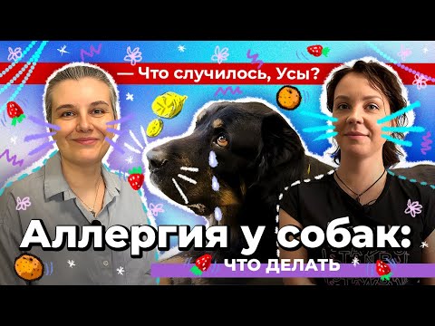 Видео: Аллергия у собак. Что делать?
