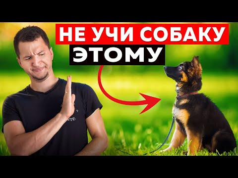 Видео: 3 команды для щенка которые реально работают!