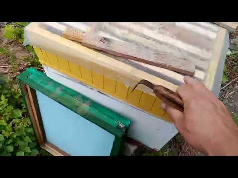 Видео: Сім'я медовик. Як використовують допоміжних маток.