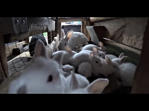 Видео: Крольчата растут и костёр туда же