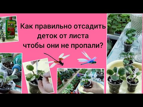 Видео: Как правильно отсадить детки фиалки? Как ухаживать в первый месяц за ними? Удобрять после пересадки?