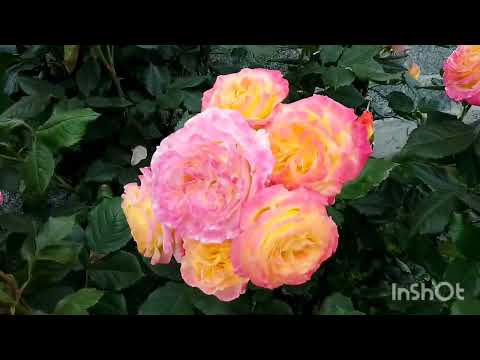 Видео: Троянди стійкі & Мокароза& Ліола&Букет Парфе 🤩🌹