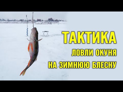 Видео: Тактика ловли окуня на зимнюю блесну для начинающих. Все секреты в одном видео!