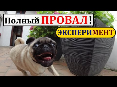 Видео: Щенок МОПСА. Дрессировка и уход за щенком. Игры с собакой.