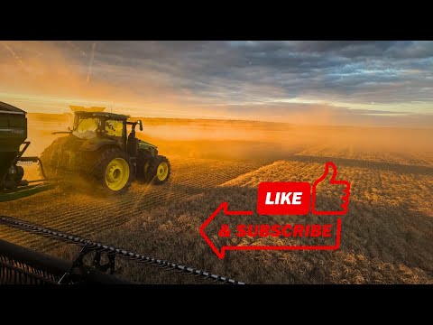 Видео: Стоп. Погнали. Стоп. Погнали. Урожай на повторе…🌧️