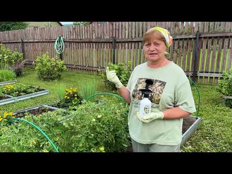 Видео: Профилактическая обработка томатов от болезней.