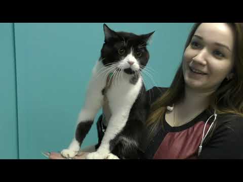 Видео: Продажа кошек в разведение или не в разведение (ошибки заводчиков).