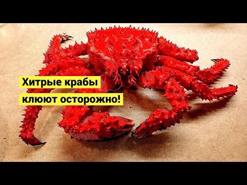 Видео: Хитрые крабы! Эмоциональная крабалка в людном месте!