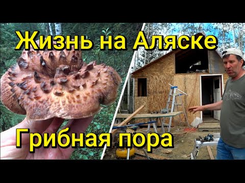 Видео: Жизнь на Аляске.Дела по хозяйству.Грибная пора.Подосиновики.Белые грибы.Ежовик.Чешуйчатка.