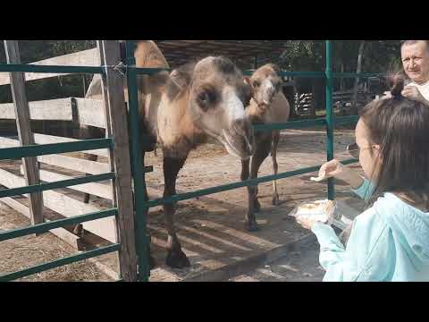 Видео: Экоферма Жар-птица