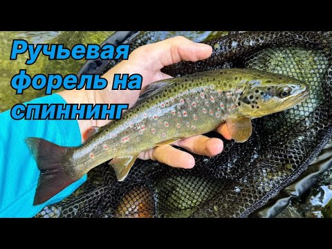 Видео: РУЧЬЕВАЯ ФОРЕЛЬ НА СПИННИНГ В ГОРНОЙ РЕКЕ. Ловля неактивной форели (4K)