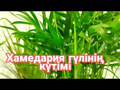 Видео: Хамедария гүлінің күтімі. үй гүлдерінің күтімі. бөлме гүлдерінің күтімі. Түрлі гүлдердің аттары.