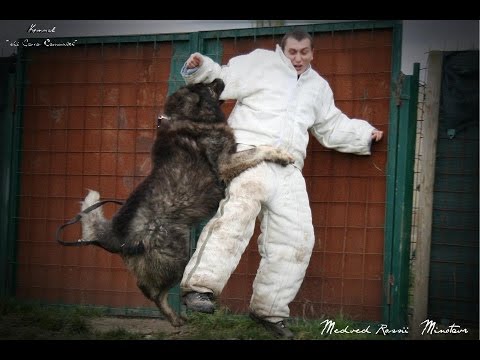 Видео: ШОС "АРЕС" в Италии