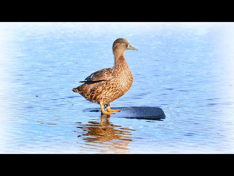 Видео: Ну вот и на нашей улице праздник. Охота с Семёновской чубарой подсадной уткой на весеннего селезня.