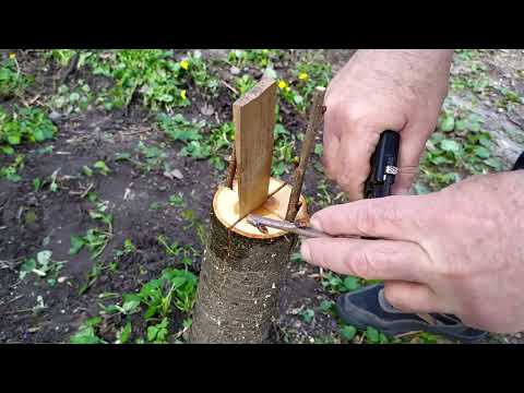 Видео: Grafting a cherry tree using the split method / Щеплення дерева черешні способом у розщіп.
