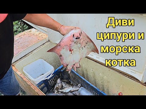 Видео: Рибарите от Карантината! Как и къде живеят местните рибари? Защо някои риби нямат цена?