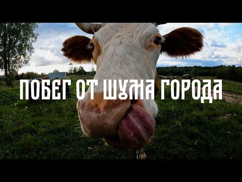 Видео: Побег от шума города||Коптим рыбу и готовим грибы на природе #3