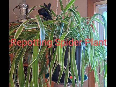 Видео: Пересадка паукообразного растения
