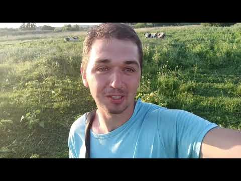 Видео: Купил телят , в итоге : ни телят , ни денег !!!