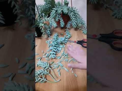 Видео: Седум Моргана. Обрезка.