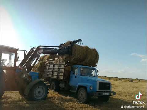 Видео: 2024 жылғы шөп науқанының соңғы сәттері