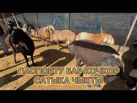 Видео: КОЙ🐑 БАЗАР, МАНАС ШААРЫ✅