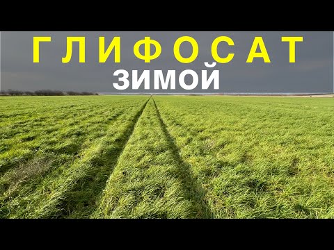 Видео: Глифосат зимой! сработает?