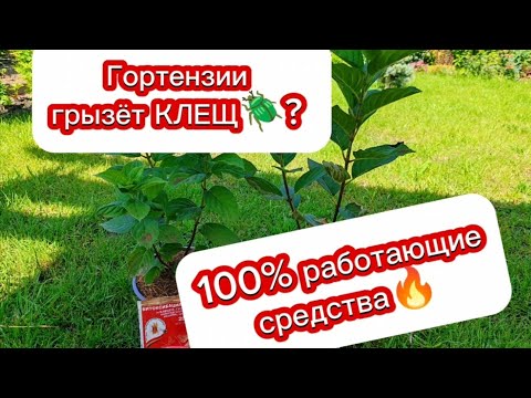 Видео: SOS! Лист гортензии стал коричневым и опадает? Это клещ! 100% РАБОТАЮЩИЕ ДОЗИРОВКИ ПРЕПАРАТОВ💪 #дача