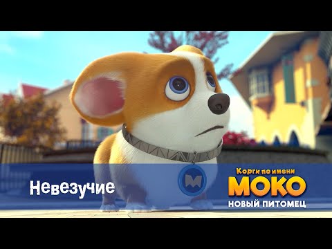 Видео: Корги по имени Моко. Новый питомец - Серия 17.Невезучие - Премьера мультфильма