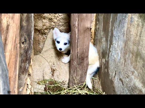 Видео: С разбитым сердцем мать лисица ушла с братом, оставив сестру голодной в берлоге. 🦊🥰💔💔💔
