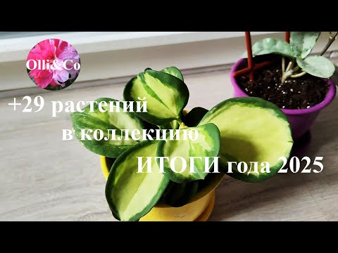 Видео: Пополнение цветочной компании, цветочной коллекции новыми растениями / Мои цветы #комнатныерастения