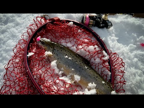 Видео: ПЕРВЫЕ РЫБЫ СЕЗОНА 2023, форелевая рыбалка в марте.