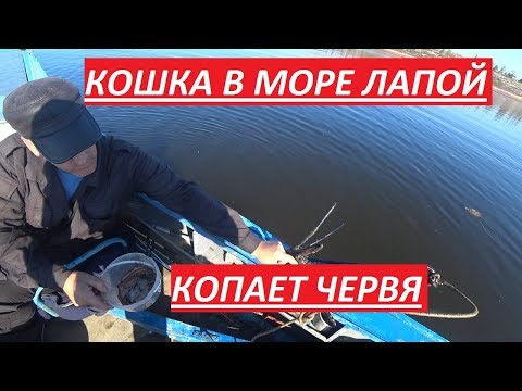 Видео: КОПАЕМ КОШКОЙ ЯКОРЕМ МОРСКОГО ЧЕРВЯ/ЗА ТРЕСКОЙ К ПИНГВИНАМ