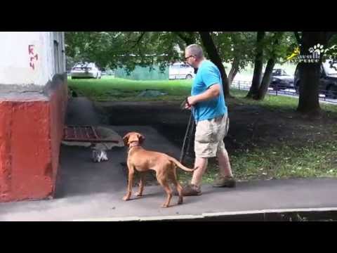 Видео: Как отучить собаку гонять кошек, дрессировка с электроошейником