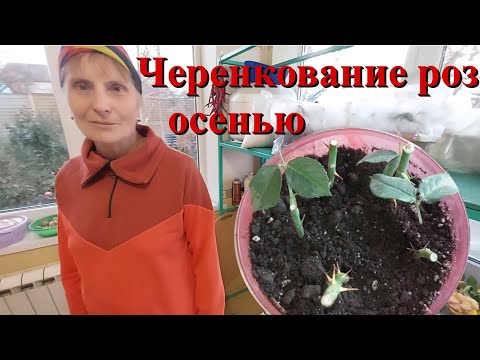 Видео: Черенкование роз осенью. Почему чернеют черенки.