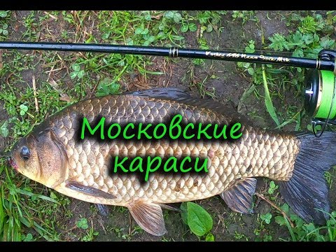 Видео: МОРМЫШИНГ. МОСКОВСКИЕ КАРАСИ ИЛИ "ЛАПТИ ДЛЯ КОЩЕЯ".)