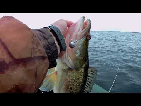 Видео: Трофейный судак, ели вытащил. Рыбалка в Саратовской области. 31 октября 2020 г.