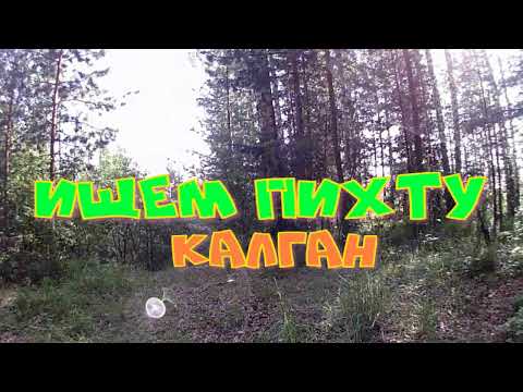 Видео: Ищем пихту. Находим калган.