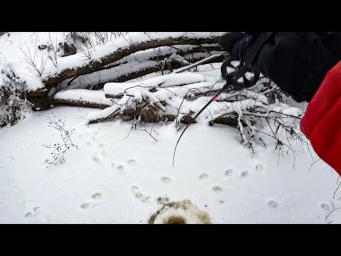 Видео: ЗАЛЕЗ ПОД ПОВАЛЕНОЕ ДЕРЕВО с БАЛАНСИРОМ, СРАЗУ УДАРЫ. Рыбалка на реке зимой 2023