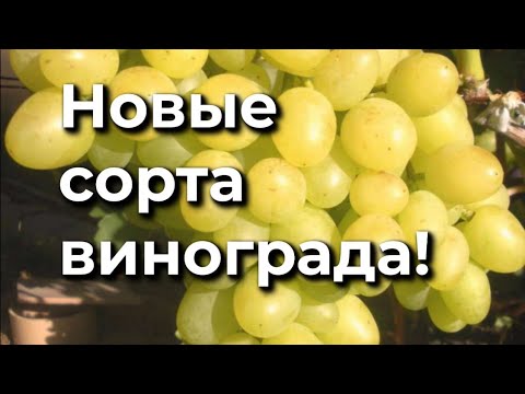 Видео: Обзор 14  Новые сорта винограда 