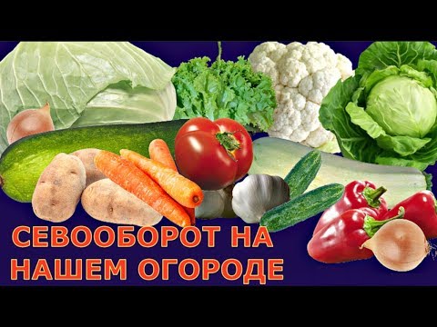 Видео: ОСОБЕННОСТИ СЕВООБОРОТА при АКТИВНОЙ мульче в открытом грунте и в теплице