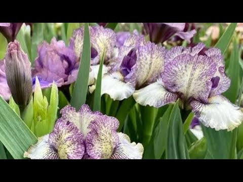 Видео: "Віват"ірис!Моя колекція карликових ірисів#декоративнийсад #garden