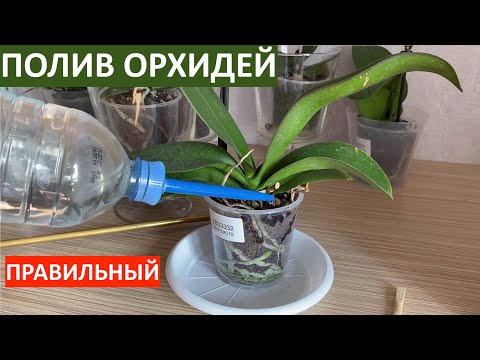 Видео: ПОЛИВ ОРХИДЕЙ как поливаю цветущие орхидеи из магазина ДО пересадки фаленопсисов