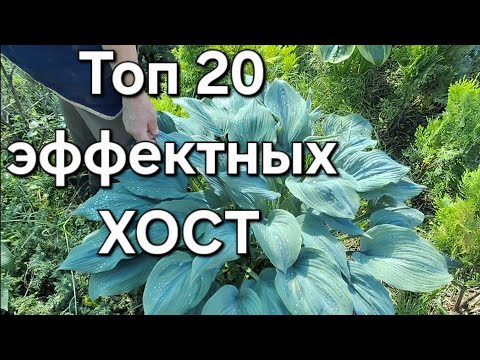 Видео: Обзор ярких  ХОСТ 2025 / Запорожье /описание/ слизнеустойчивые