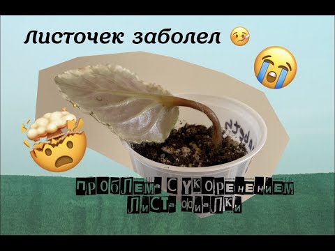 Видео: Проблема с укоренением Листового черенка Фиалки .Что делать?
